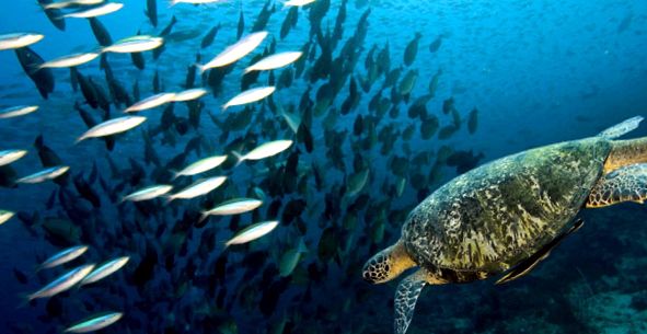 broaște țestoase marine