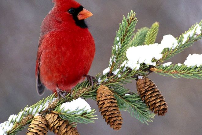 cardinal de fecioară