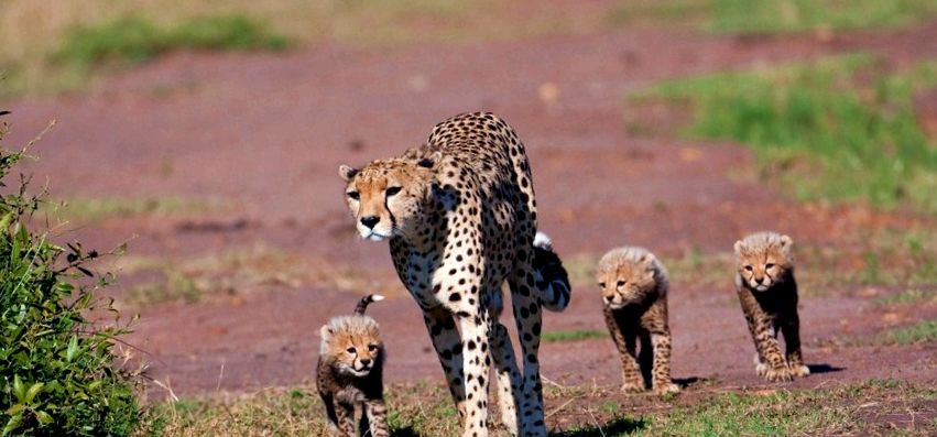 ghepardii pot