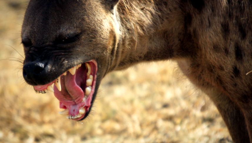hienă