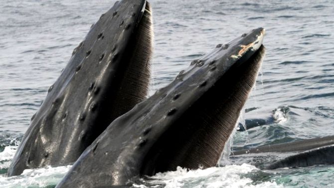 balene balene