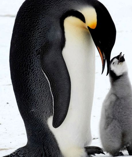 specii de pinguini