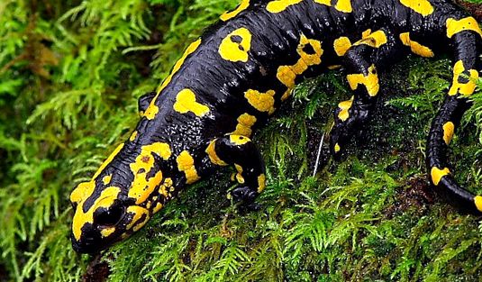 tipuri de salamandre