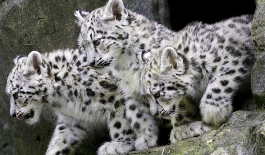 leopard de zăpadă