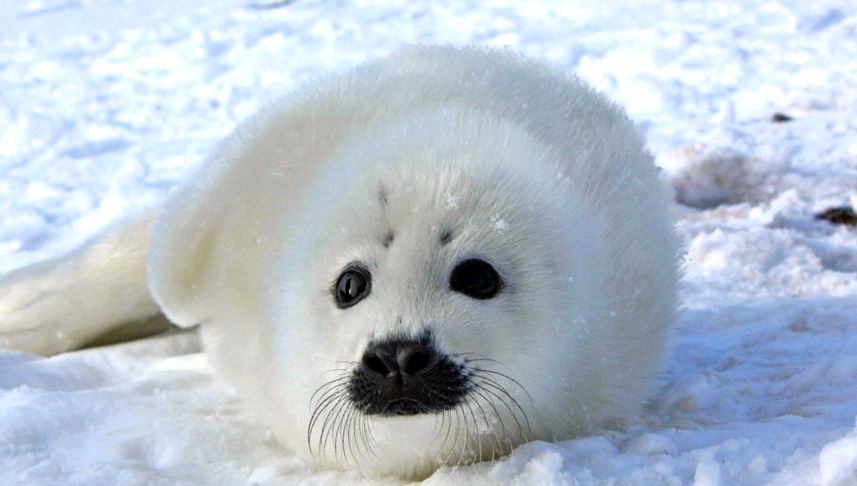 specii de foci