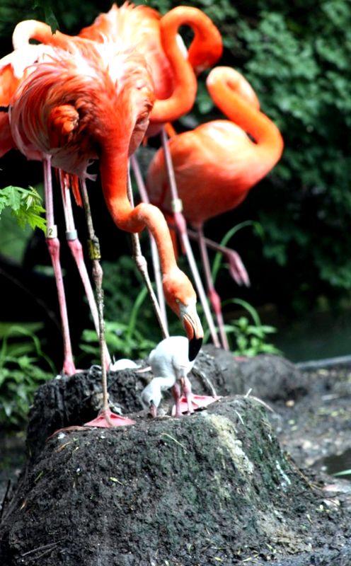 specii de flamingo