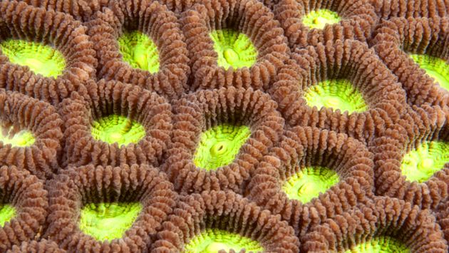 polipi de corali