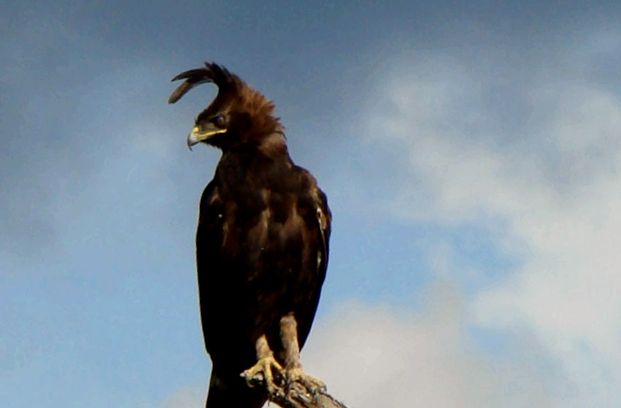 vulturul Aquila