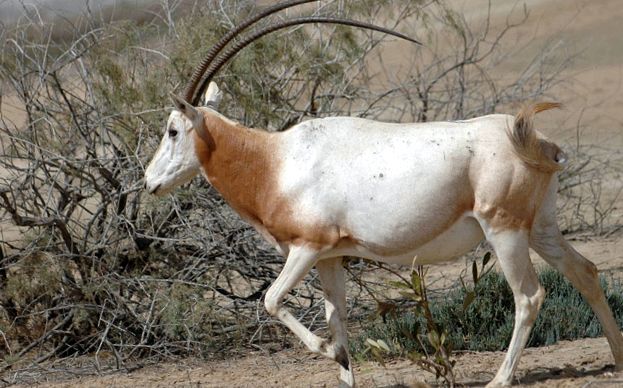 orix cu coarne de sabie