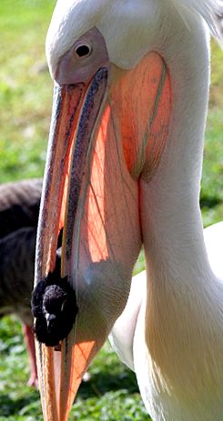 Pelican brun