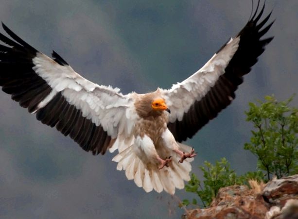 vultur brun