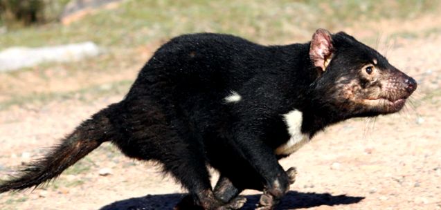 Diavolii tasmanieni