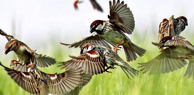 Sparrow Passer