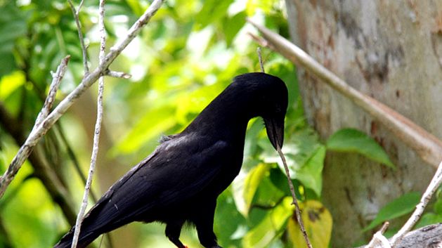 corb corvus