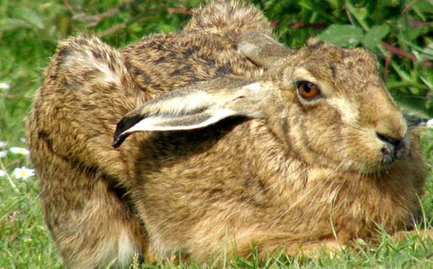 tipuri de iepuri de câmp